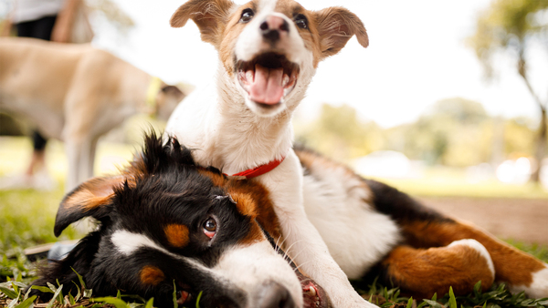 dog laying playfully on another dog